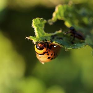 Lady bug on a plant